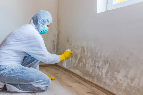 Licensed Mold Testing service in Lexington, MI - WQB Mold Removal